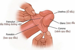 Dấu Hiệu Bao Quy Đầu Sắp Lột? Những Điều Nam Giới Cần Biết